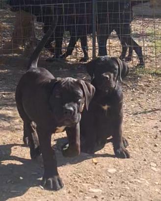 Cane Corso cuccioli
