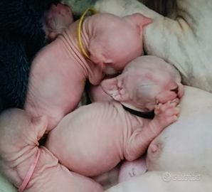 Cuccioli di gatto sphynx