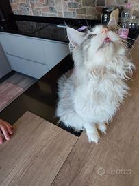 Maine Coon