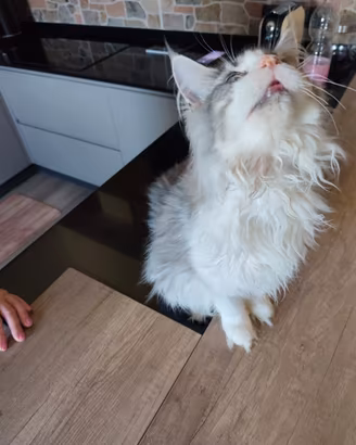 Maine Coon