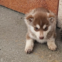 Cuccioli Siberian Husky