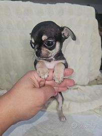 Chihuahua toy pedigree Enci