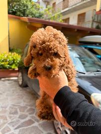 Barboncino Mini Toy Red