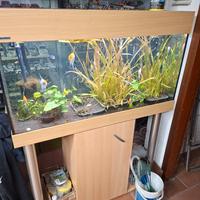 acquario