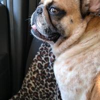 Bulldog Francese