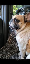Bulldog Francese