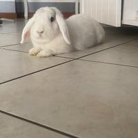 Coniglietta ariete nano