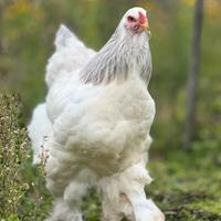 Polli ornamentali brahma bianco columbia