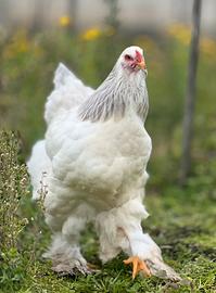 Polli ornamentali brahma bianco columbia