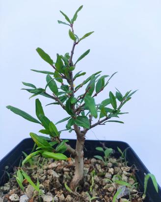Prebonsaï Punica granatum - Melograno   2anni