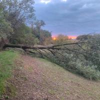 Tronchi rovere in bosco