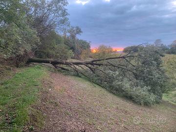 Tronchi rovere in bosco