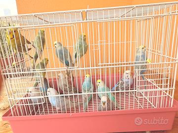 Disponibile Rainbow,clearwing,opaline 5-7mese