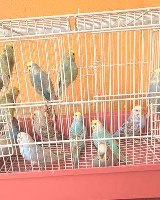 Disponibile Rainbow,clearwing,opaline 5-7mese