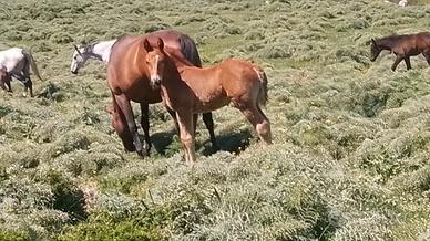Cavallo