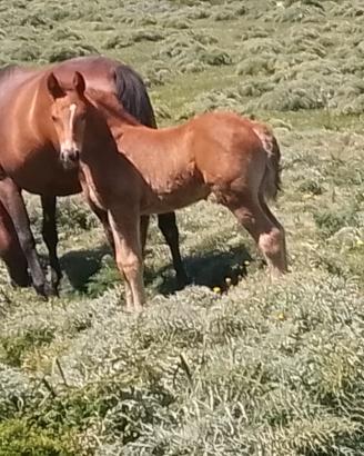 Cavallo