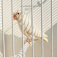 Inseparabile Fischer