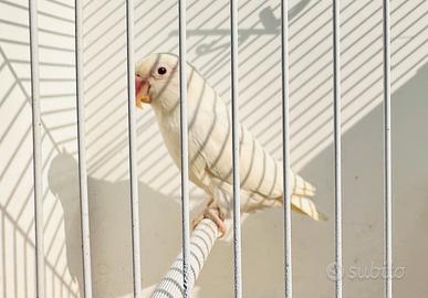 Inseparabile Fischer