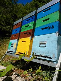 famiglie api con arnia completa