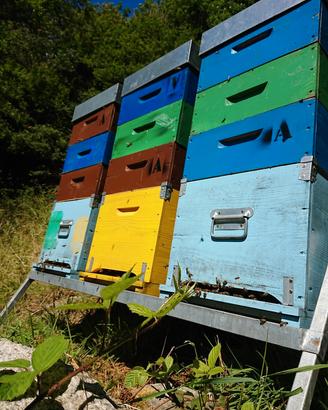 famiglie api con arnia completa