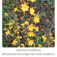 Pianta in vaso con influorescenze gialle