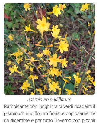 Pianta in vaso con influorescenze gialle