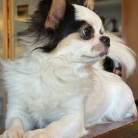 Compagna per il mio chihuahua