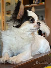 Compagna per il mio chihuahua