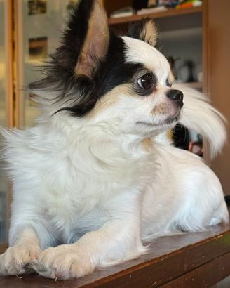 Compagna per il mio chihuahua