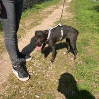 Simil Pitt taglia piccola