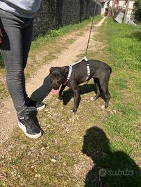 Simil Pitt taglia piccola