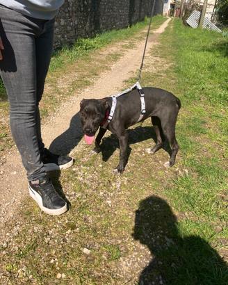 Simil Pitt taglia piccola