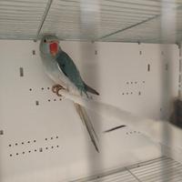 Parrocchetti dal collare, pagamento anche a rate k