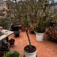 LEGGI Piante di Ulivo a produzione e selvatiche