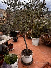 LEGGI Piante di Ulivo a produzione e selvatiche