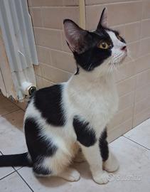 Gatta mix siamese/ sphynx( testata)