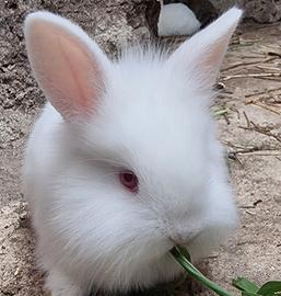 Cuccioli Coniglio Nano Mix Mini Lop Testa di Leone