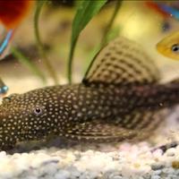 Pesci ancistus albini e non