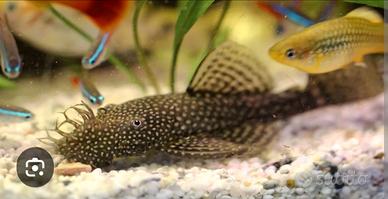 Pesci ancistus albini e non