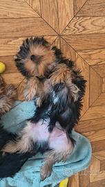 Yorkshire terrier