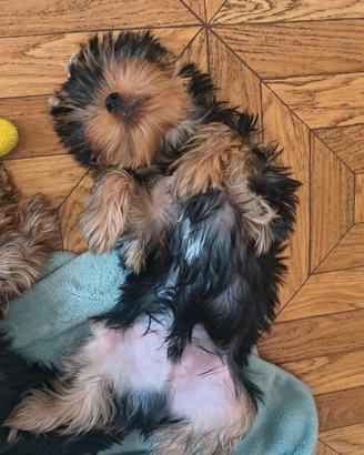 Yorkshire terrier