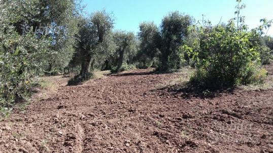 Caratteristico terreno con casa, a Timmari - Vista 5