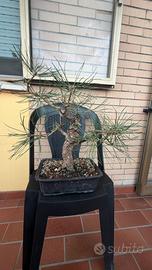 Bonsai