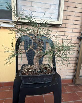 Bonsai
