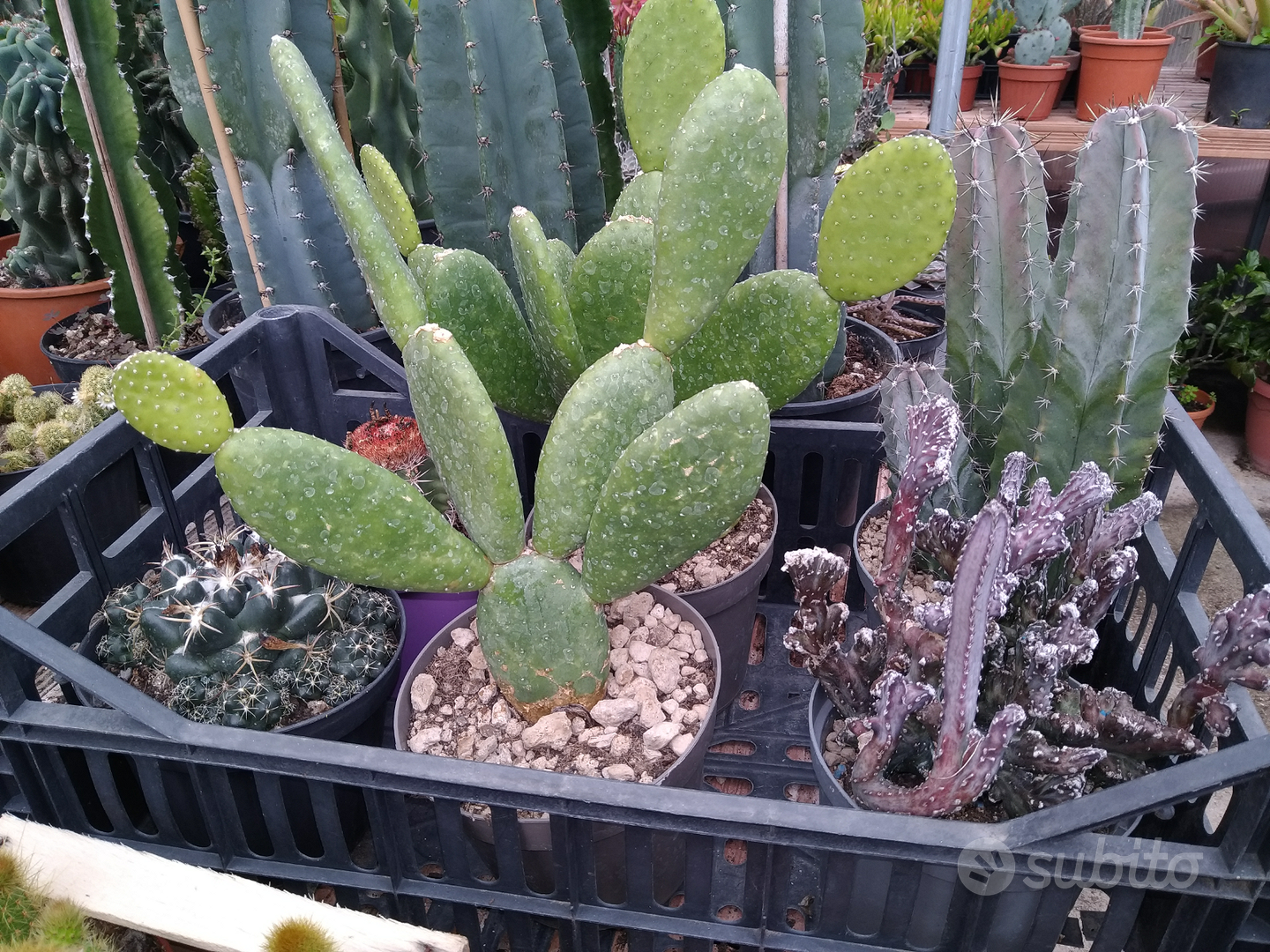 Giardino interno fai da te con piante verdi, fiori, cactus e