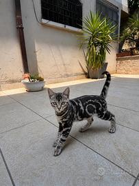 Ultima cucciola di bengala mantello marble