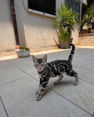 Ultima cucciola di bengala mantello marble