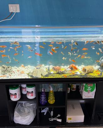Acquario