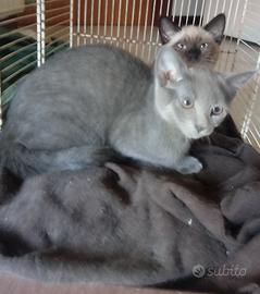 Cuccioli di (simil) thai e (simil) certosino