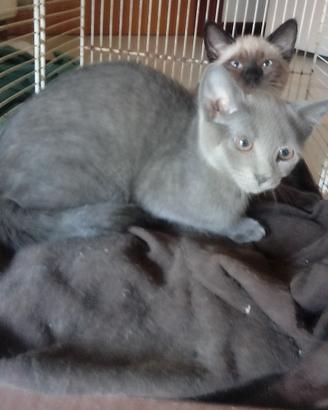 Cuccioli di (simil) thai e (simil) certosino